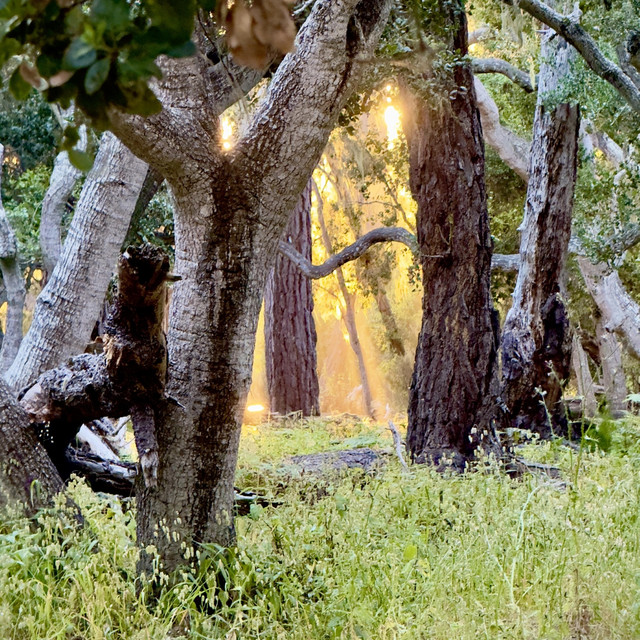 کاور آهنگ The Gilded Glade از James Marsh
