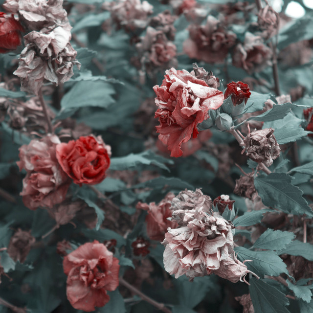 کاور آلبوم گذار از بهرام