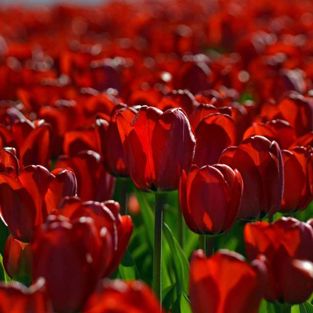 کاور آهنگ گل گلدون از مژان وای زد