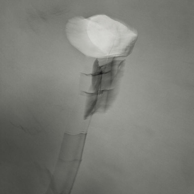 کاور آهنگ Oublier از Ghostly Kisses