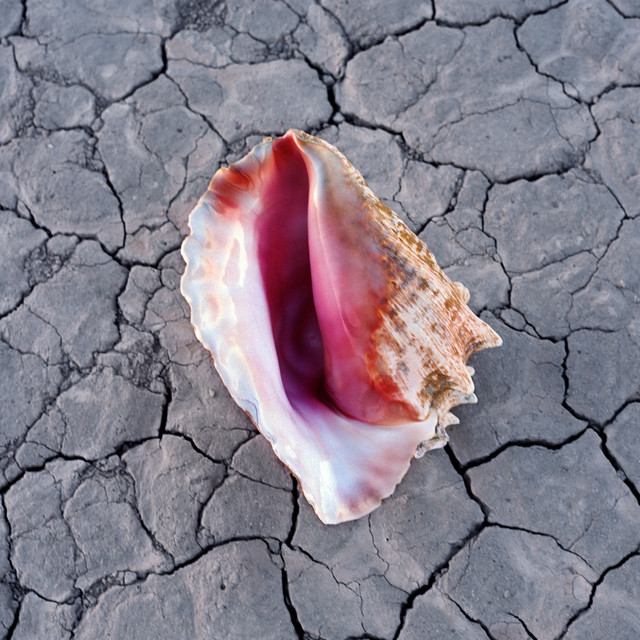 کاور آهنگ Some Kind Of Love از The Killers