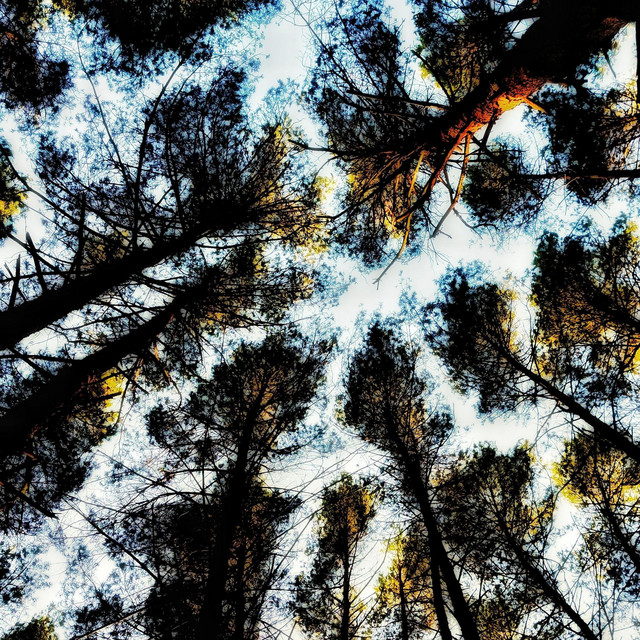 کاور آهنگ Under The Treetops از Padre Toxico