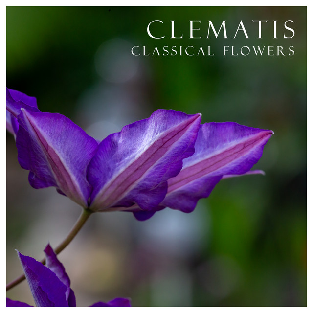 کاور آهنگ 6 Klavierstucke, Op. 118: No. 1, Intermezzo in A Minor از Johann Sebastian Bach, Frederic Chopin, Pyotr Ilyich Tchaikovsky, George Frideric Handel, Wolfgang Amadeus Mozart, Joseph Haydn, Ludwig van Beethoven, Franz Liszt, Johannes Brahms, Antonio Vivaldi, Stephen Hough