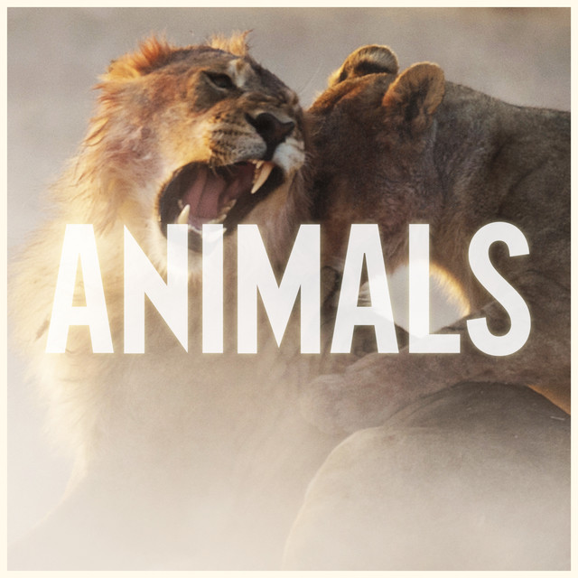 کاور آهنگ Animals از Maroon 5
